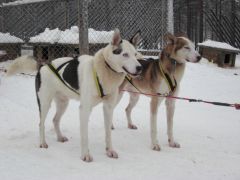 two huskies